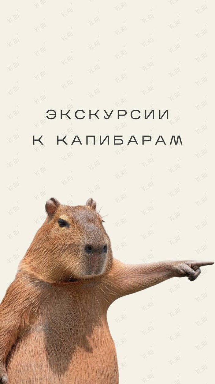 Экскурсии к капибарам (Ферма приморских альпак)