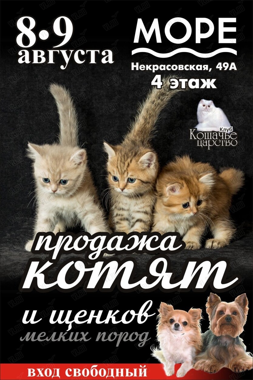 Продажа котят и щенков мелких пород (Море)