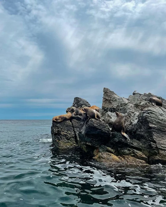 Остров Путятина + морские львы - фото 4