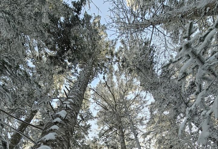🏔️❄️Гора Голец - тур с питанием - фото 2