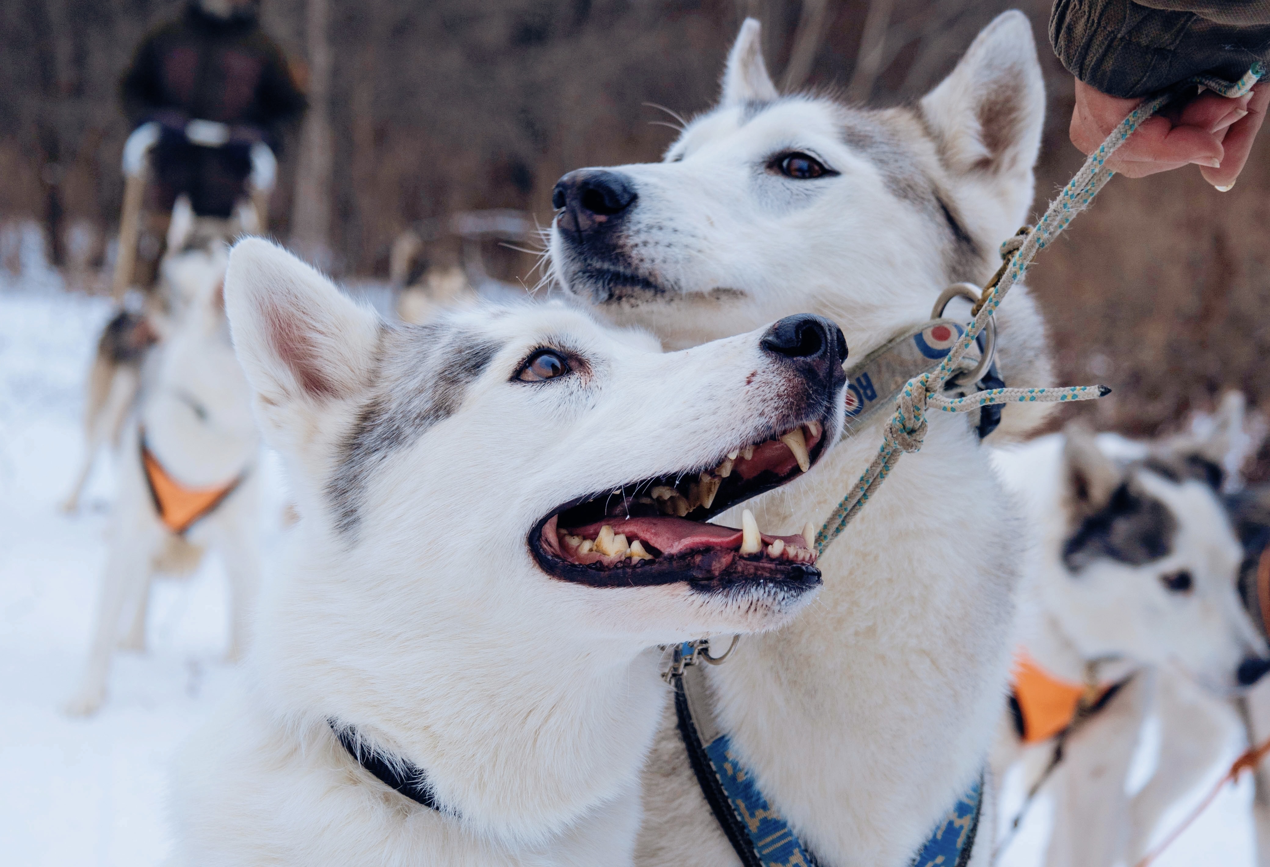 🐕 ⛰️ В гостях у Хаски + Екатериновские пещеры - тур с питанием