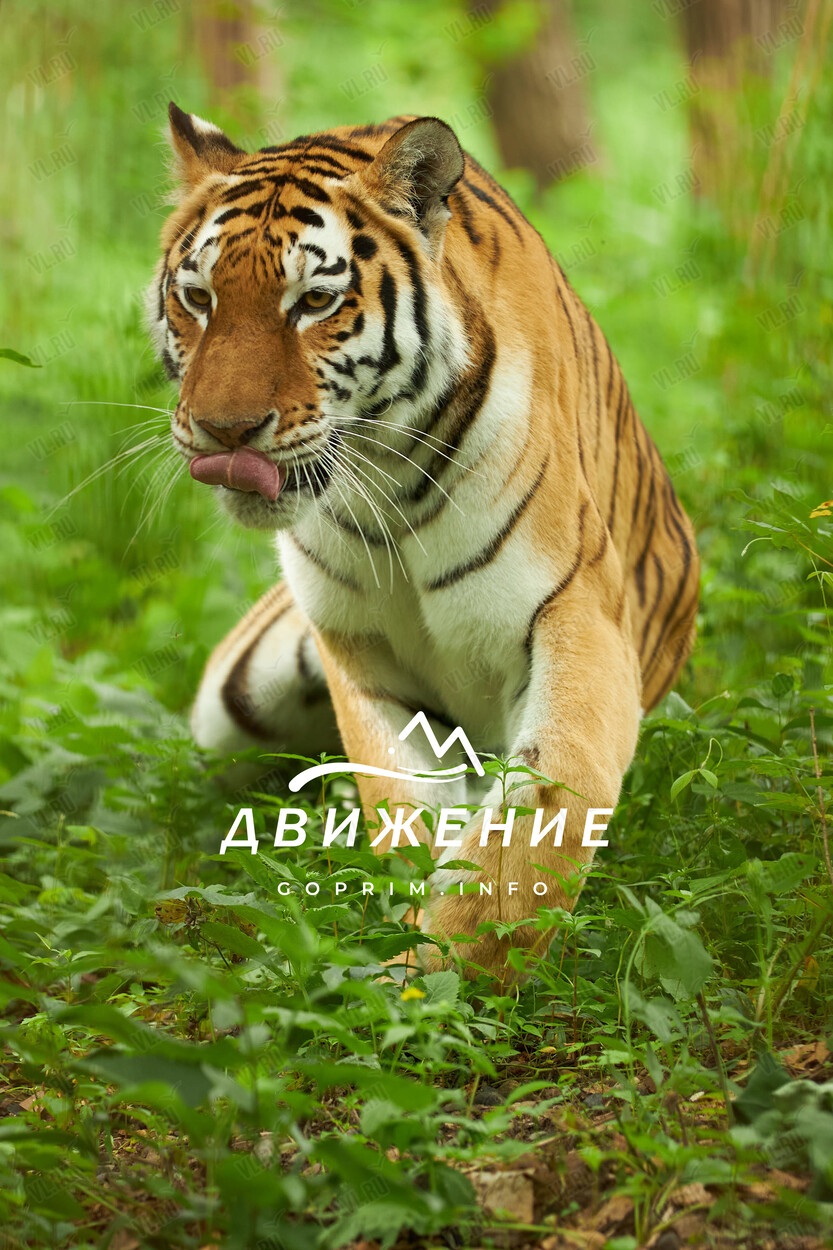 Тур «Тайга и море желаний. Сафари-парк - бухты Лазурная (Шамора) и Стеклянная» (Движение)