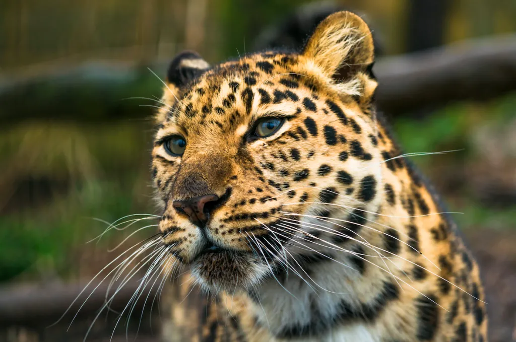 Национальный парк Земля Леопардаleopard-land.ru - фото 6